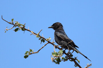 Gabelschwanzdrongo / Fork-tailed drongo / Dicrurus adsimilis.