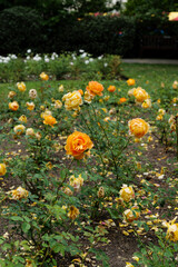 London - 05 29 2022: Orange rose in Rembrandt Gardens Little Venice