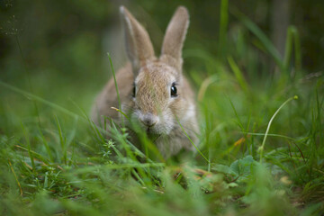Naklejka na ściany i meble a portrait shot of brown rabbit at backyard grass.