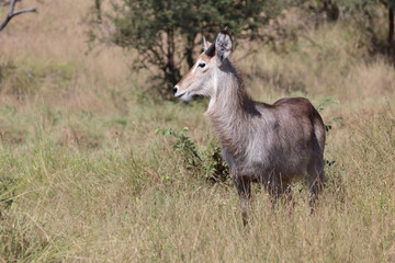Wasserbock / Waterbuck / Kobus ellipsiprymnus..