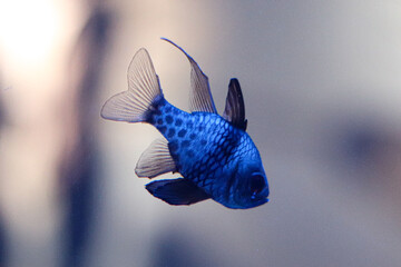 Blauer Fisch