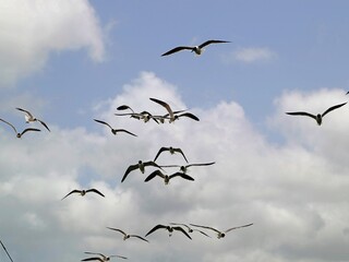 Seevögel über Wasser