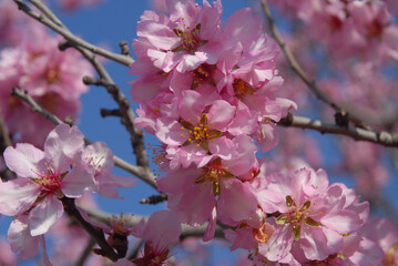 Beautiful pink almond blossom in early  Springtime, Spain