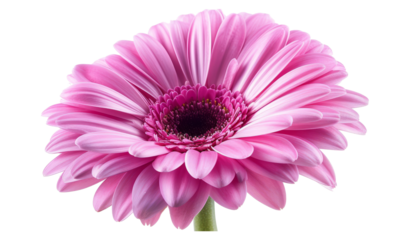 Gerbera (pink) with clipping path. Closeup