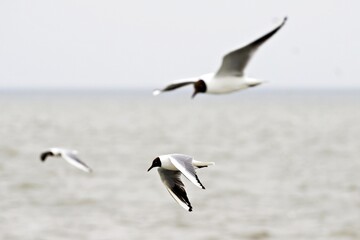 Fototapeta na wymiar Seevögel über Wasser