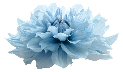 Fototapeta na wymiar Dahlia big shaggy flower