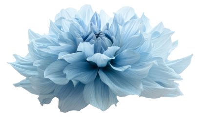 Dahlia big shaggy flower