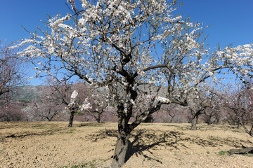 Almond blossom on tree in early Spring, Upper Jalon Valley, Marina Alta, Alicante Province, Spain