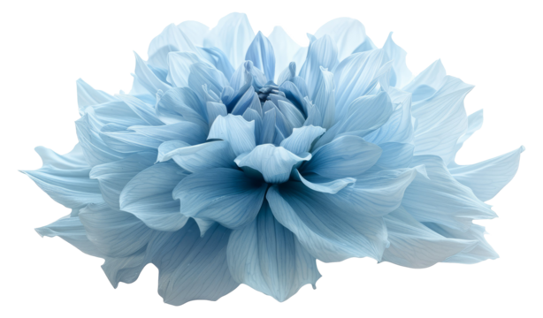 Dahlia big shaggy flower