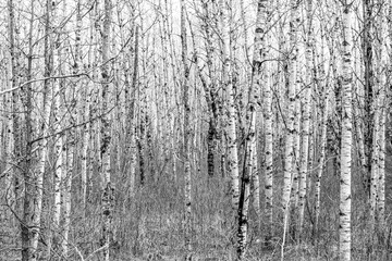 birch tree forest background in wisconsin state