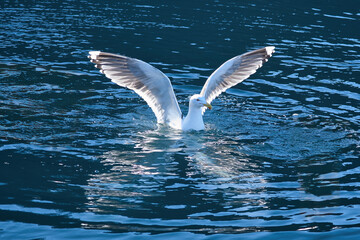 Seagulls in the water in a fjord in Norway. Daylight glistens in the sea. Animal
