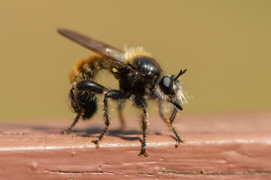 Laphria flava - Bumblebee robberfly - Laphrie jaune