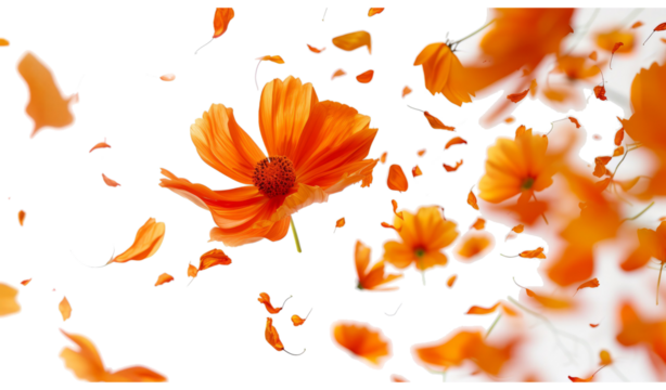 Beautiful orange cosmos flower falling in the air