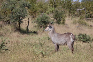 Wasserbock / Waterbuck / Kobus ellipsiprymnus..
