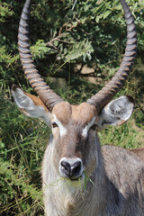Wasserbock / Waterbuck / Kobus ellipsiprymnus