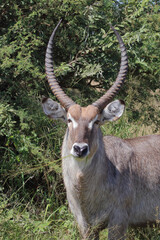 Wasserbock / Waterbuck / Kobus ellipsiprymnus