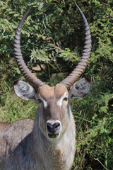 Wasserbock / Waterbuck / Kobus ellipsiprymnus