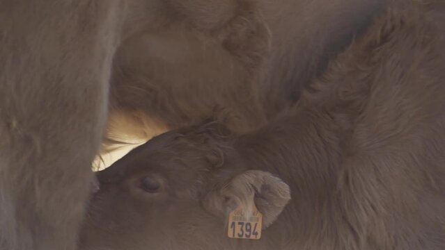 Calf suckling from the mother's teat in freedom