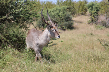 Wasserbock / Waterbuck / Kobus ellipsiprymnus