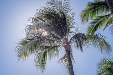 Fototapeta na wymiar oahu Hawaii Palm Tree Coconut Farm plantation