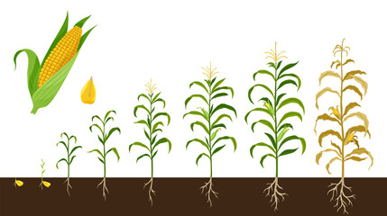 Corn growing stages. Maize growth from grain to fruit-bearing plant isolated on white background. Farm plant evolving, development stage. Planting process - obrazy, fototapety, plakaty