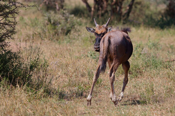 Streifengnu / Blue wildebeest / Connochaetes taurinus......Streifengnu / Blue wildebeest / Connochaetes taurinus..