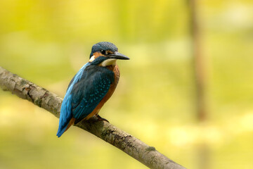 Kingfisher - very beautiful bird