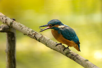 Kingfisher - very beautiful bird