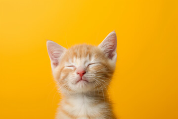 Fototapeta premium A cute orange cat with turned off eyes, captured in soft shadows.