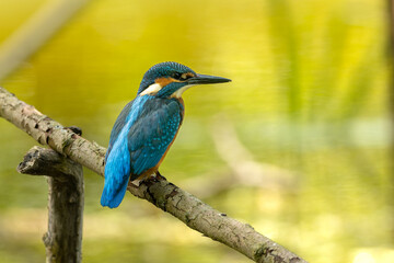Kingfisher - very beautiful bird