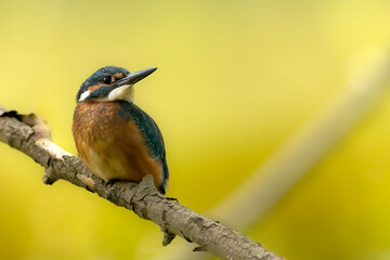 Kingfisher - very beautiful bird