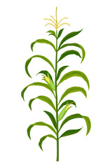 Corn growing stage. Maize growth plant isolated on white background. Farm plant evolving, development stage. Planting process