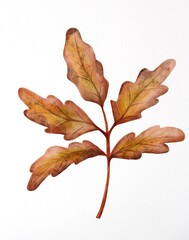 Obraz premium Autumn leaves , acorn leaves, botanical, floristic