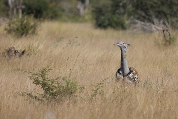 Riesentrappe / Kori bustard / Andreotis kori.