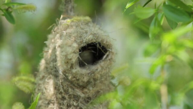 Eurasian penduline tit builds a nest