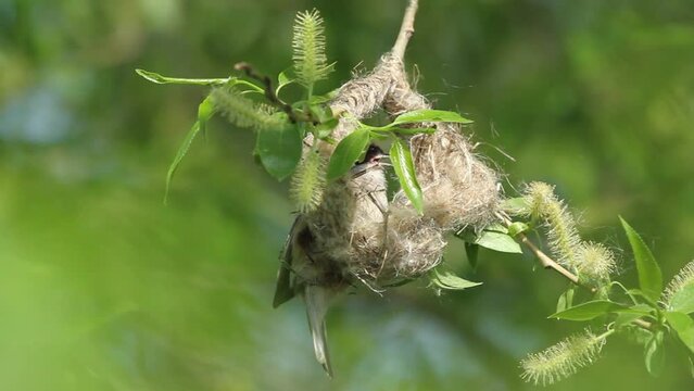 Eurasian penduline tit builds a nest