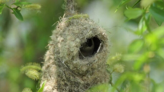 Eurasian penduline tit builds a nest