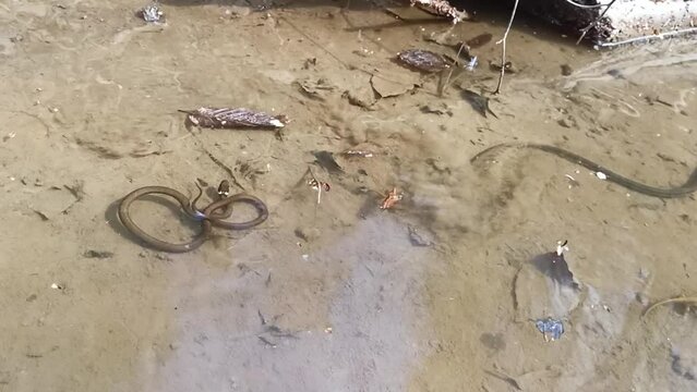 spring, young animals swim in a puddle, growing ordinary Carpathian snakes, yellow spots on the head, their difference from poisonous vipers