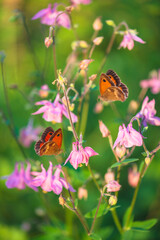 Close up for butterfly flying around the pink blooming aquilegia or columbine flowers on sunny summer day