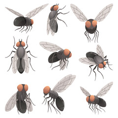 Housefly insect icon set. Wildlife symbols in cartoon style. Scary insects. Graphic design elements. Entomology closeup color illustrations isolated on white background