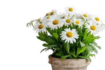 Foto op Canvas Daisy Plant in a Pot on Transparent Background © Rehan