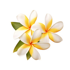 Fototapeta premium Plumeria isolated on transparent background