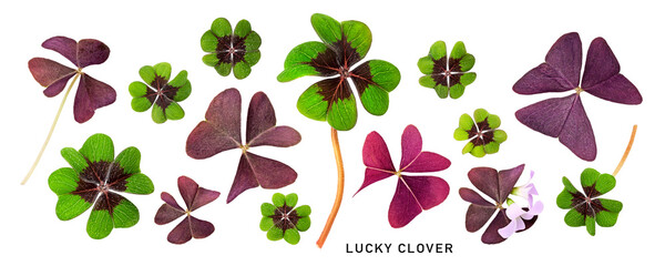 Green four leaf clover and red leaves collection isolated. St. Patricks day. Top view, flat lay....