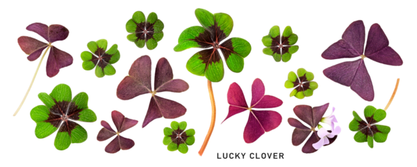 Green four leaf clover and red leaves collection isolated. St. Patricks day. Top view, flat lay. Design element. PNG with transparent background. Without shadow.