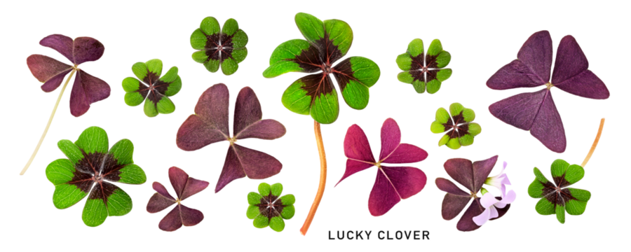 Green four leaf clover and red leaves collection isolated. St. Patricks day. Top view, flat lay. Design element. PNG with transparent background. Without shadow.