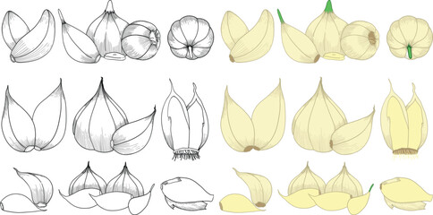 Set of garlic vector illustration. Garlic line art