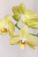 close up white orchid flowers on white background 