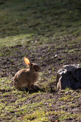 beautiful brown rabbit with big ears on the grass in the park