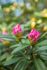Pink rhododendron flower buds prepare to bloom in the spring sunshine. Beautiful  pink rhododendron  buds in springtime