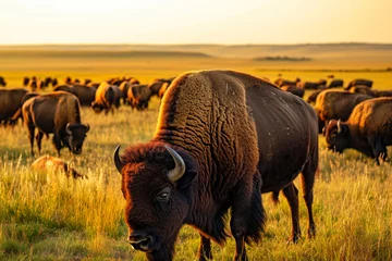 Raamstickers Herd of bisons grazing in the prairies. © graja